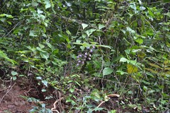 Nilgirianthus heyneanus